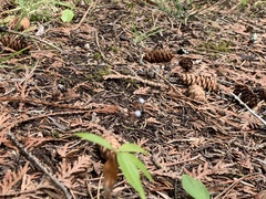 Lysimachia borealis