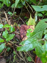Spiranthes ovalis erostellata