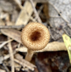 Lentinus
