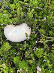 Reticularia lycoperdon