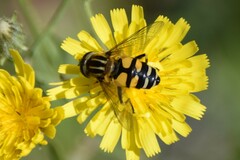 Helophilus neoaffinis