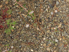 Polemoniaceae