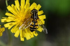 Helophilus neoaffinis