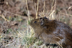 Cavia tschudii
