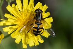 Helophilus neoaffinis