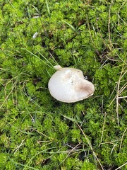 Reticularia lycoperdon
