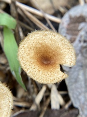 Lentinus