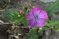 Echium plantagineum