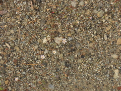 Polemoniaceae