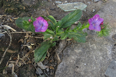 Echium plantagineum