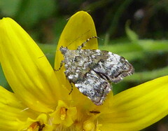 Choreutis diana