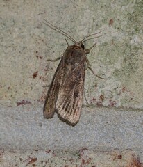 Spodoptera frugiperda