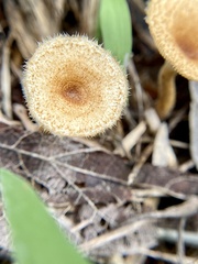 Lentinus