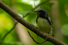 Setophaga caerulescens