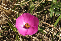 Modiolastrum gilliesii