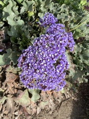 Limonium perezii