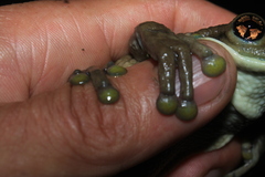 Trachycephalus typhonius