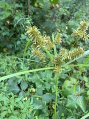 Cyperus erythrorhizos