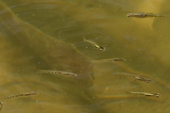 Cnesterodon decemmaculatus