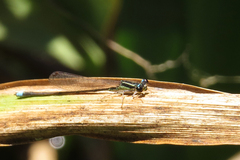 Argentagrion ambiguum