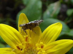 Choreutis diana