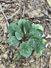 Antennaria plantaginifolia