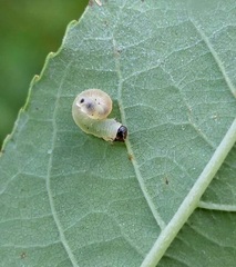 Symphyta