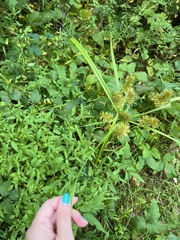 Cyperus erythrorhizos