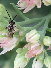 Halictidae