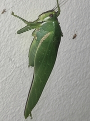 Philophyllia guttulata