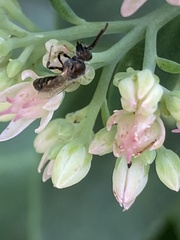 Halictidae