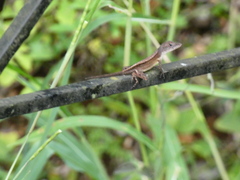 Anolis sagrei