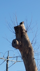 Platycercus eximius