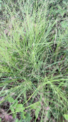Panicum capillare