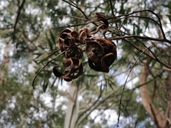 Acacia