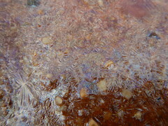 Gallionellaceae
