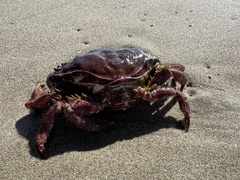 Romaleon antennarium