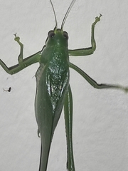 Philophyllia guttulata