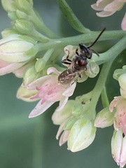 Halictidae