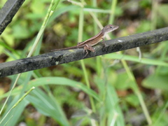 Anolis sagrei