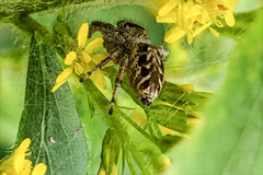 Eris militaris