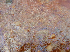 Gallionellaceae
