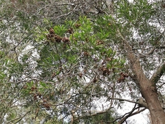 Acacia
