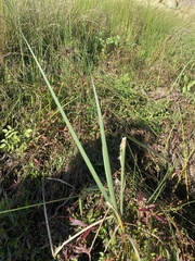 Typha orientalis