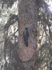 Picoides dorsalis