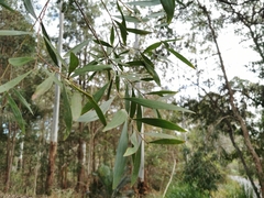 Acacia