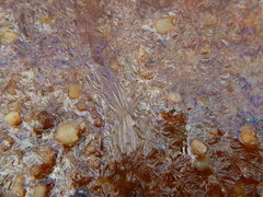Gallionellaceae