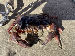 Romaleon antennarium