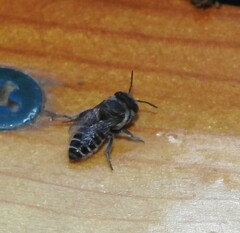 Megachile rotundata