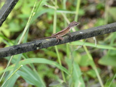 Anolis sagrei